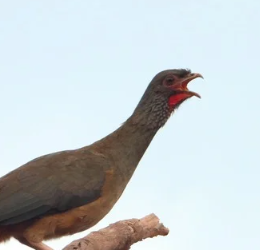 Aracuã-do-pantanal