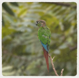 Cara-suja-do-pantanal