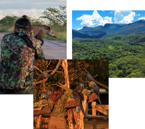 Observação de aves e paisagens em Corumbá