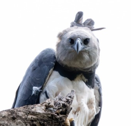 Harpia