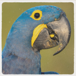 Arara-azul