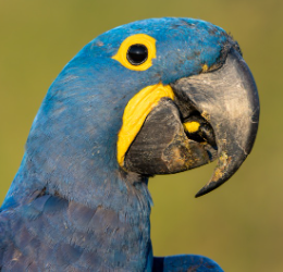 Arara-azul