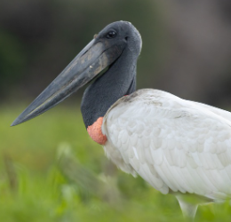 Tuiuiú