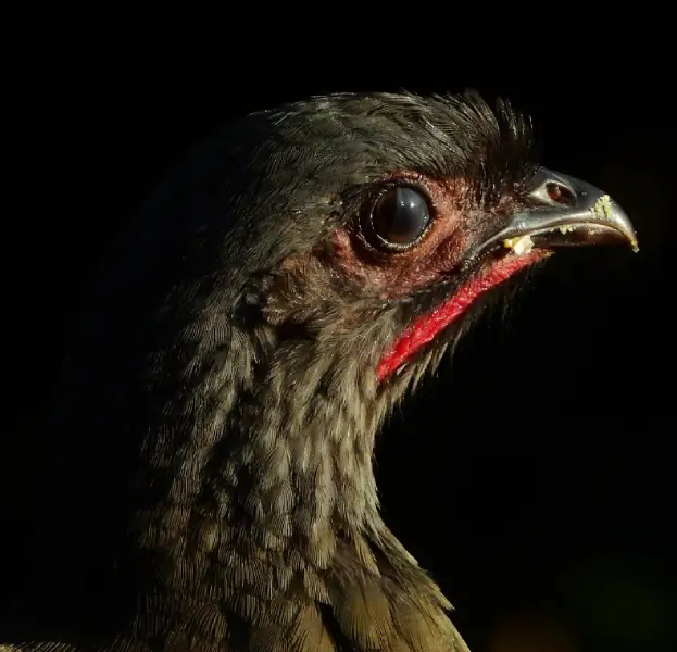 Chaco Chachalaca