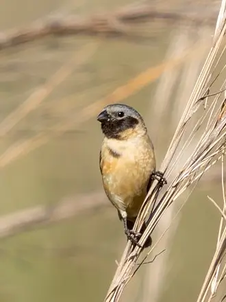 Iberá Seedeater
