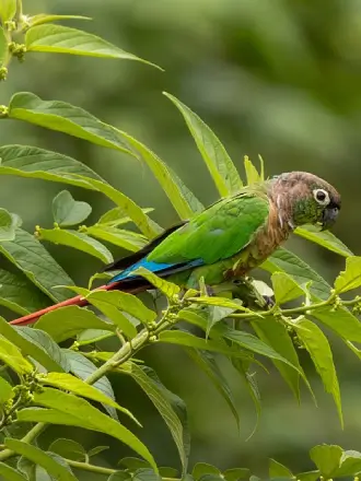 Green-cheeked Parakeet
