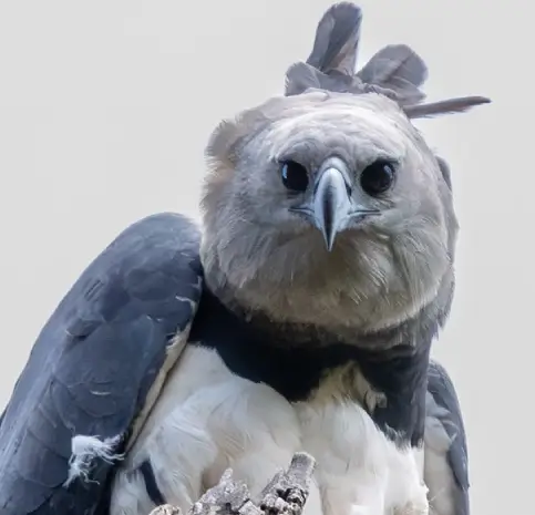 Harpy Eagle