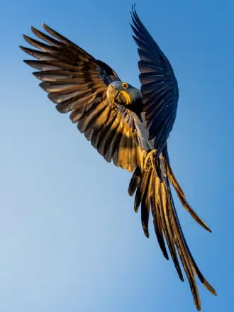 Hyacinth Macaw