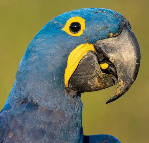 Hyacinth Macaw