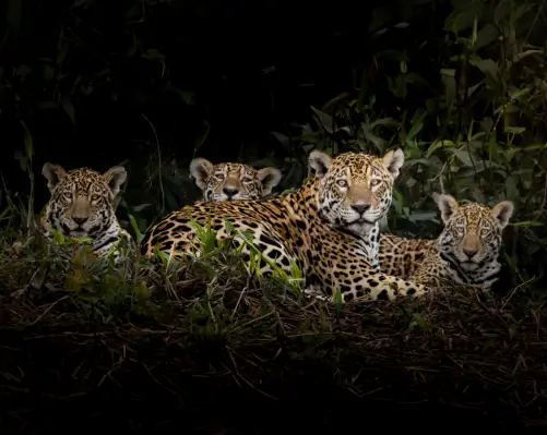 Jaguar Tour