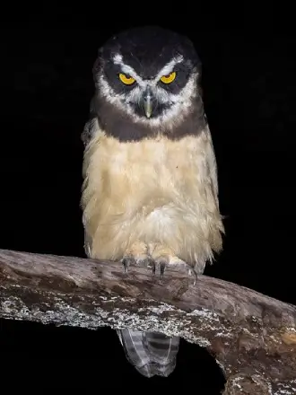 Spectacled Owl