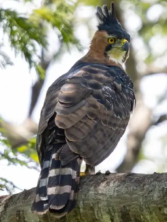 Ornate Hawk-Eagle