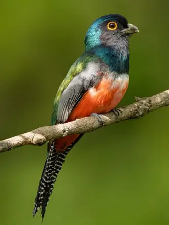 Blue-crowned Trogon