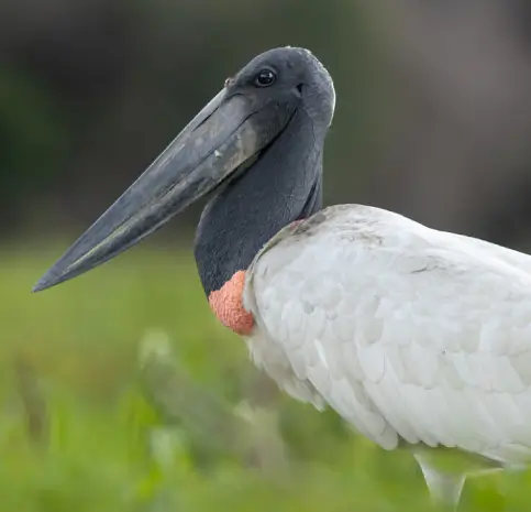 Jabiru