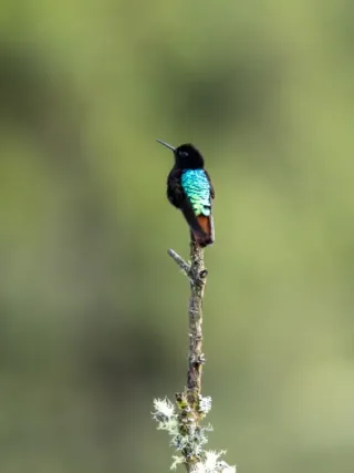 Beija-flor endêmico da Bolívia
