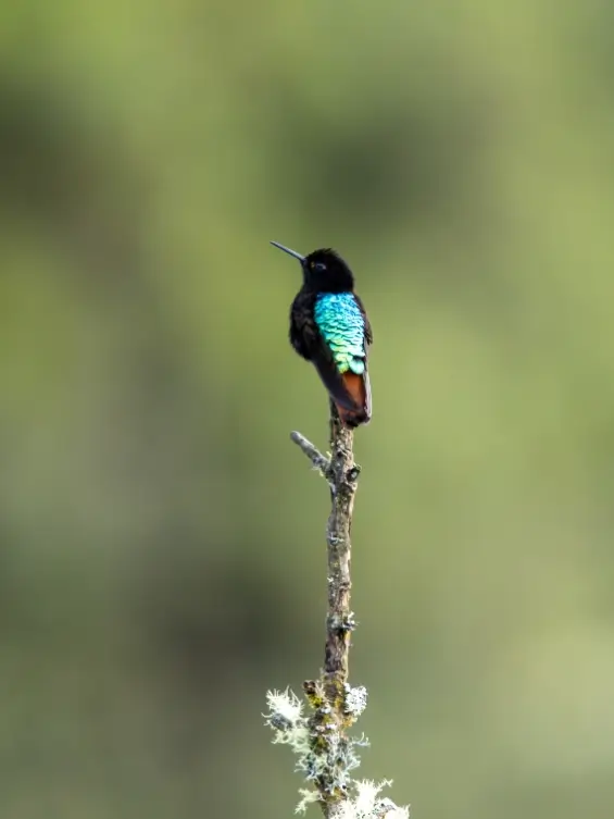 Beija-flor endêmico da Bolívia