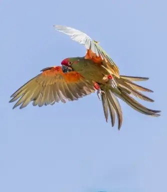 Casal de araras-azuis no Pantanal