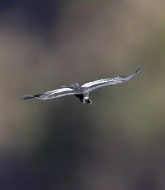 Coruja-preta no Pantanal