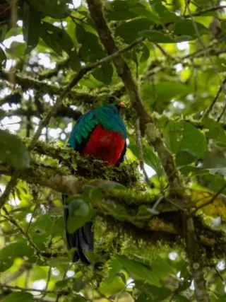 Birdwatching - mexeriqueira voando sobre o pantanal