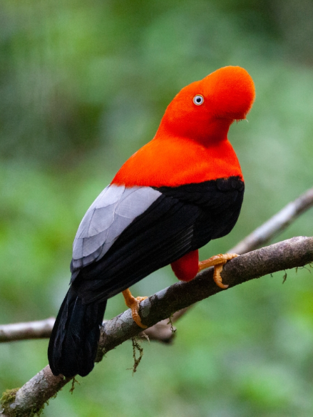 Birdwatching Bolívia