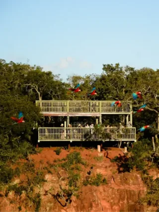 Onça pintada em Corumbá, na Serra do amolar