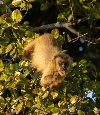 Tuiuiú, símbolo do Pantanal, avistado em Corumbá - MS