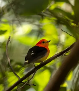 Ipês floridos na paisagem da Serra do Amolar