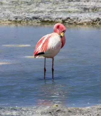 Flamingos na Laguna Colorada, Bolívia