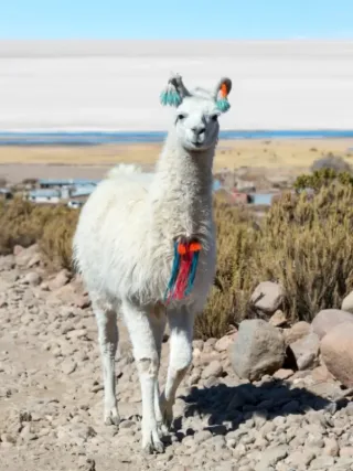 Lhama Salar de Uyuni - Bolívia