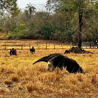 Fotografia de vida selvagem no Pantanal