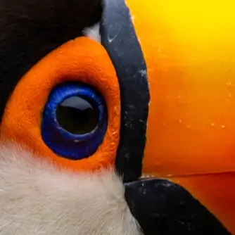 Fotografia macro de um tucano