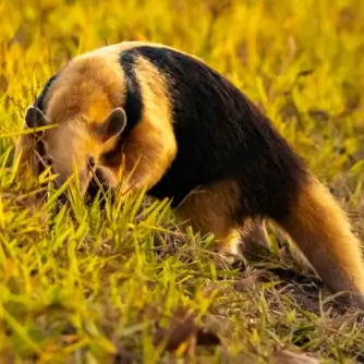Tamanduá-mirim se alimentando no Pantanal