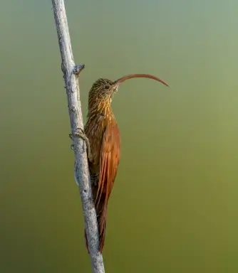 Maria-ferrugem observada em expedição de birdwatching