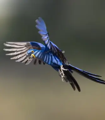 Tuiuiú, símbolo do Pantanal, avistado em Corumbá - MS