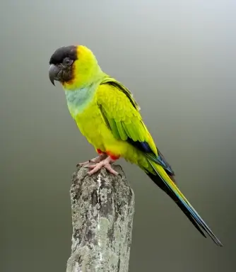Ipês floridos na paisagem da Serra do Amolar