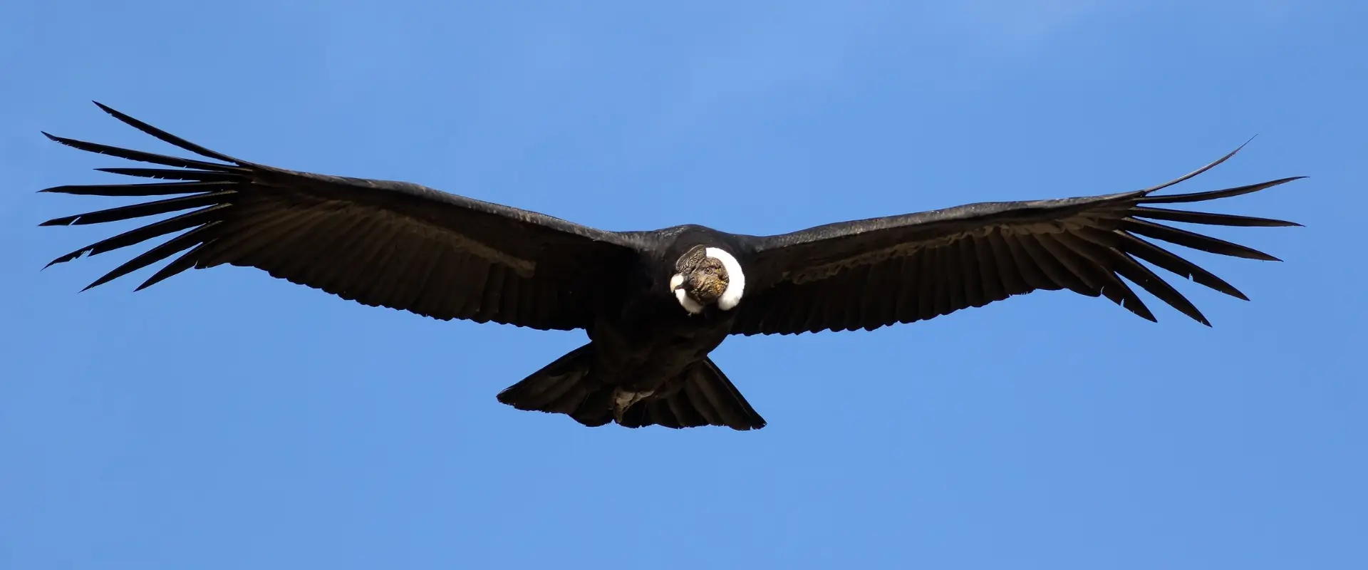 Observação do condor-andino