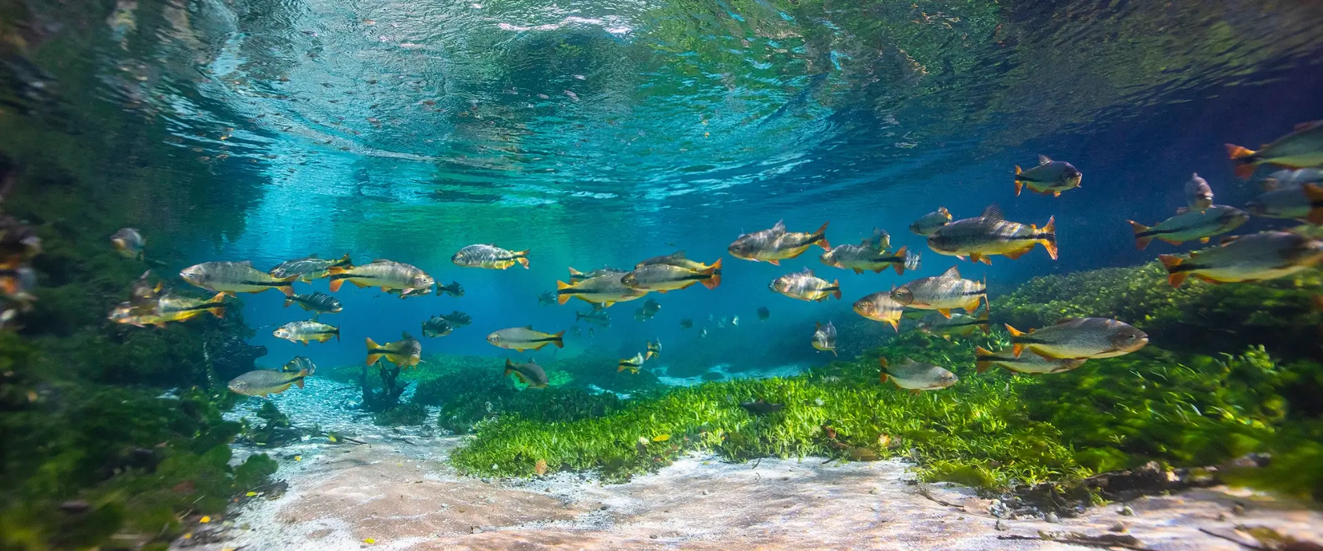 Cardume de piraputangas (peixes) fotografados dentro das águas cristalinas de Bonito