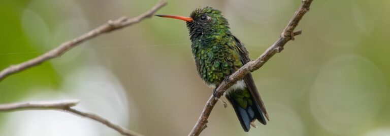 Como Transformar sua Propriedade em um Hotspot para Observação de Aves: Guia Completo
