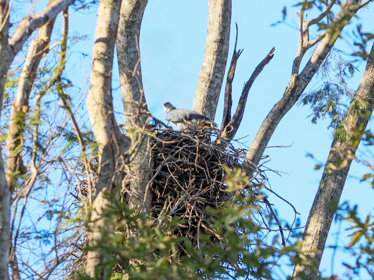 Icterus Ecoturismo Descobre Segundo Ninho de Harpia em Corumbá e Revela Possível Filhote para 2026