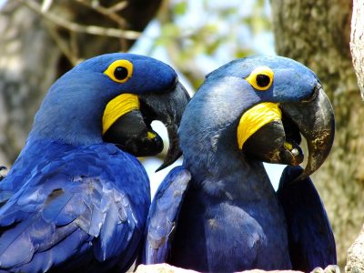Observação de Aves em Corumbá
