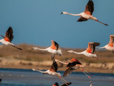flamingo-chileno_WA5006434